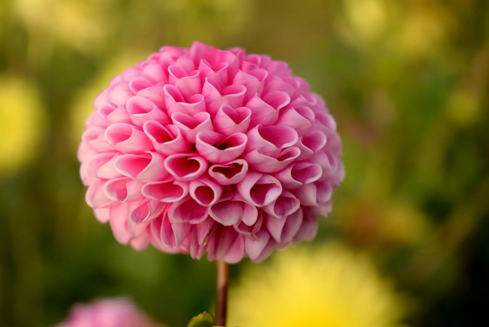 大丽花 (Dahlia × pinnata) — 特写