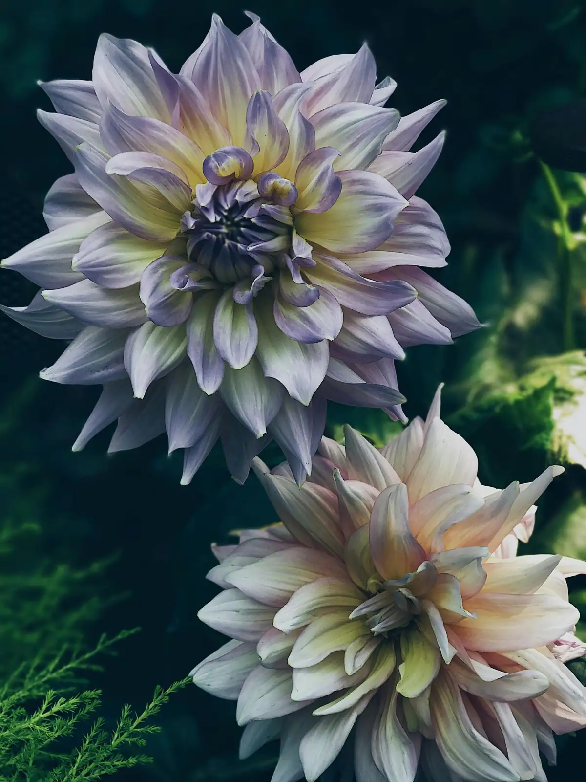 大丽花 (Dahlia × pinnata) — 环境展示
