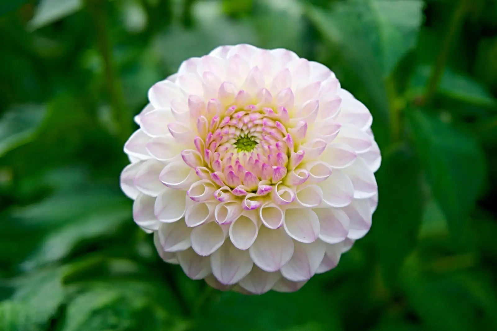 大丽花 (Dahlia × pinnata) — 更多视角