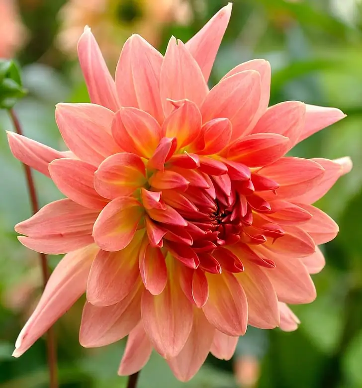 大丽花 (Dahlia × pinnata) — 更多视角