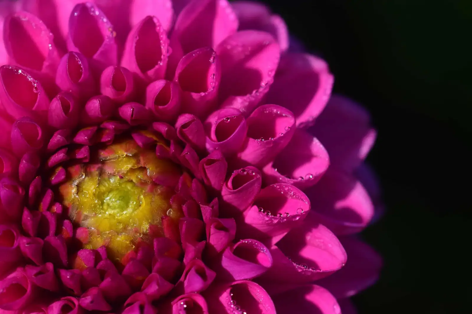 大丽花 (Dahlia × pinnata) — 更多视角