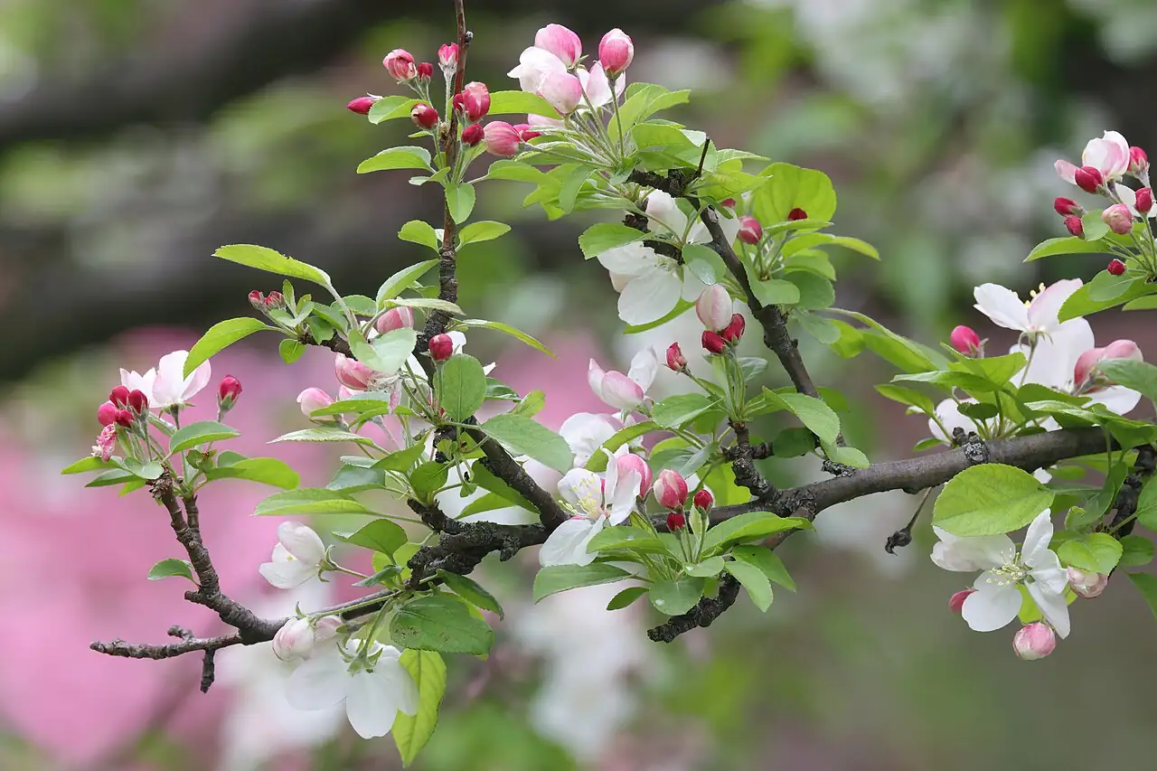 湖北海棠 (Malus hupehensis) — 更多视角