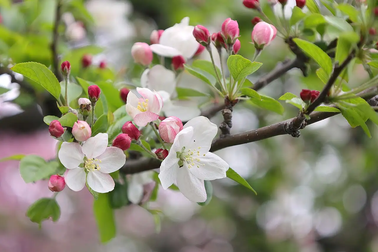 湖北海棠 (Malus hupehensis) — 更多视角