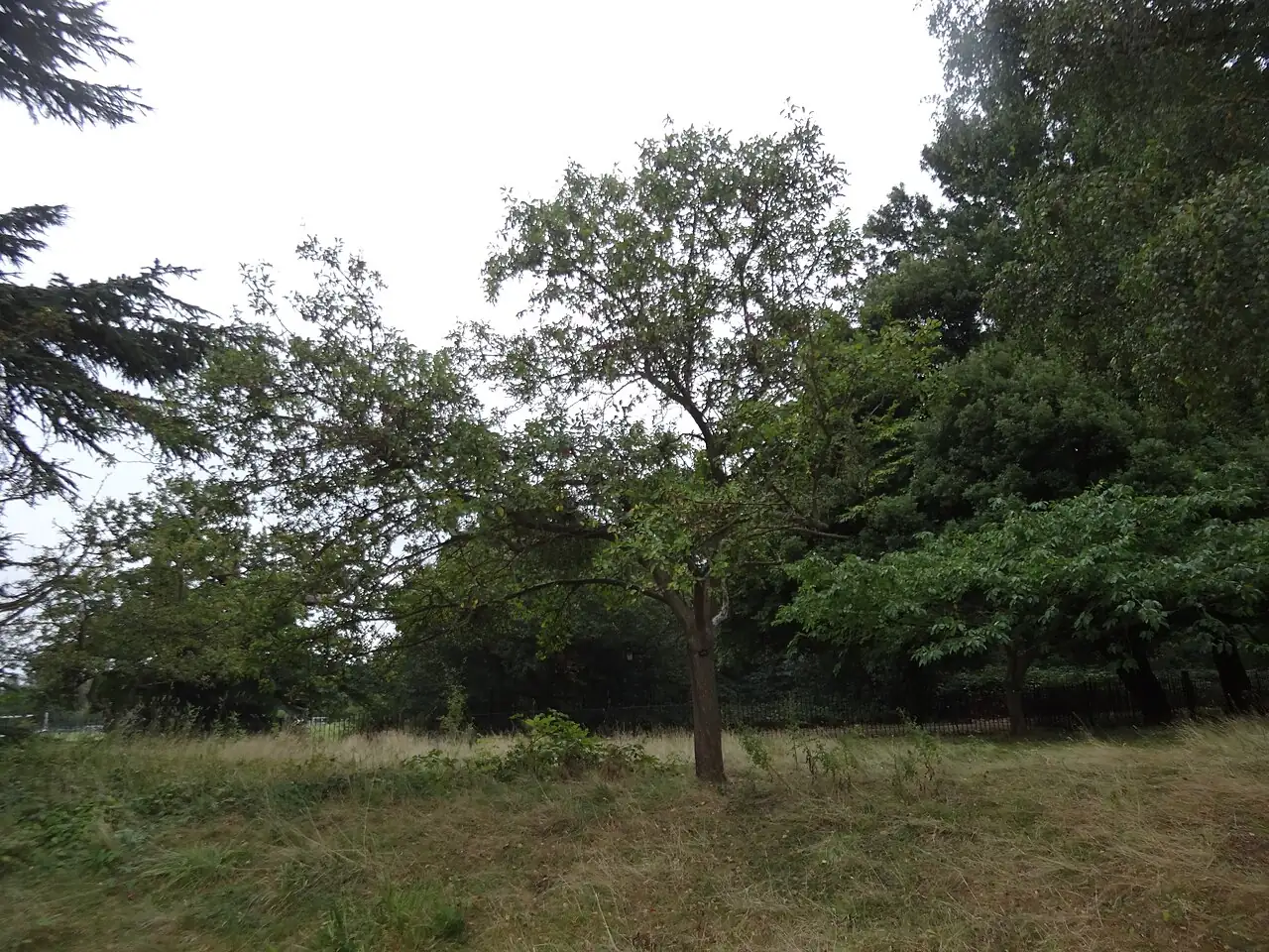 湖北海棠 (Malus hupehensis) — 更多视角