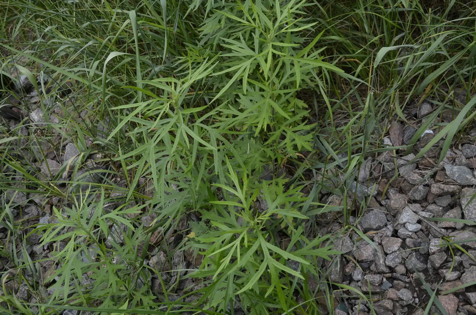 野艾蒿 (Artemisia lavandulaefolia) — 细节