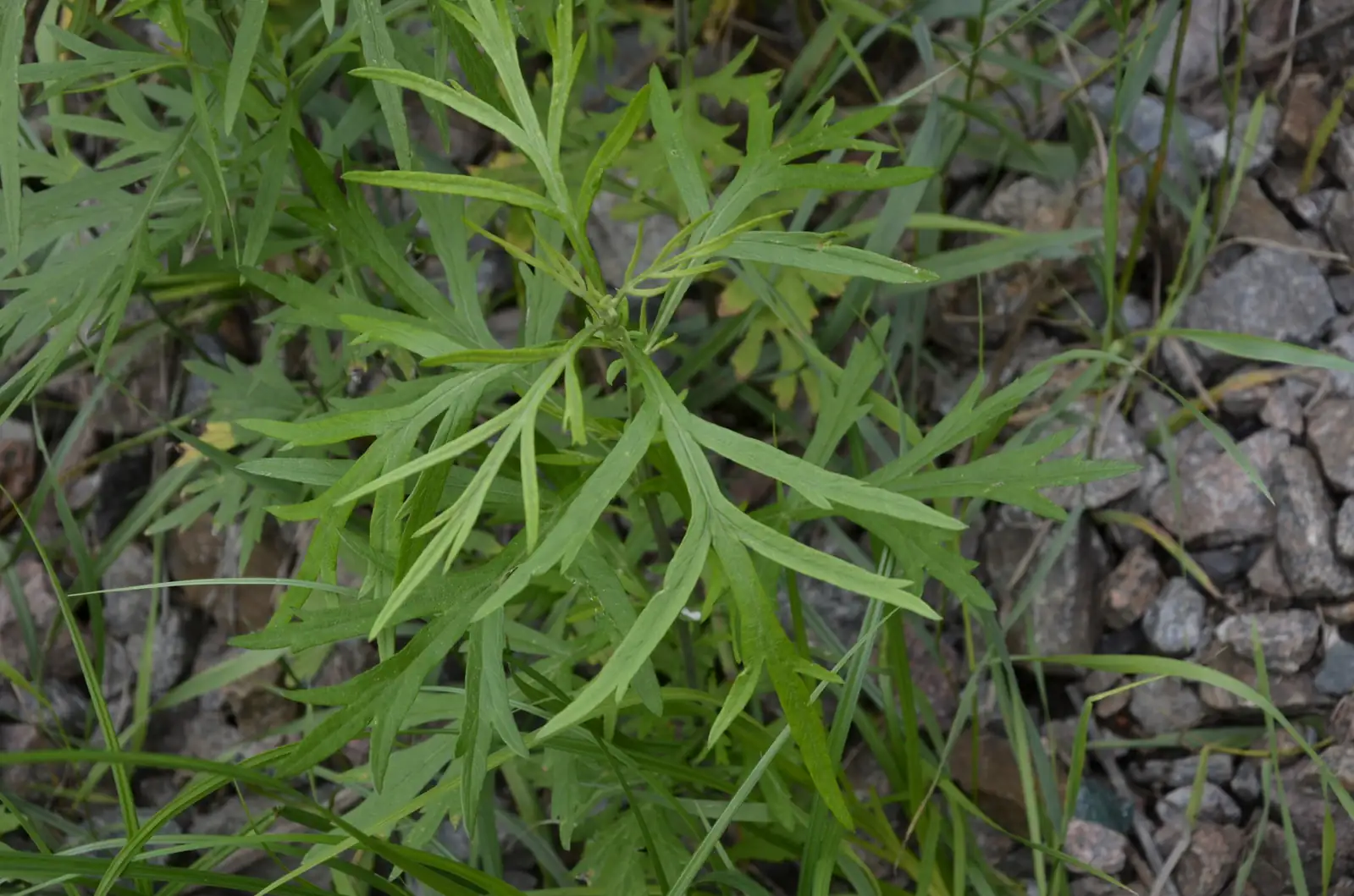 野艾蒿 (Artemisia lavandulaefolia) — 特写