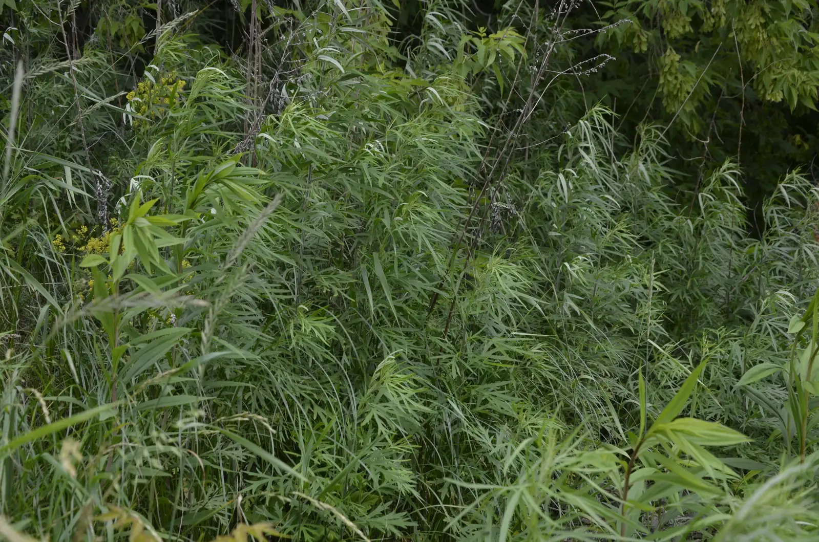 野艾蒿 (Artemisia lavandulaefolia) — 环境展示