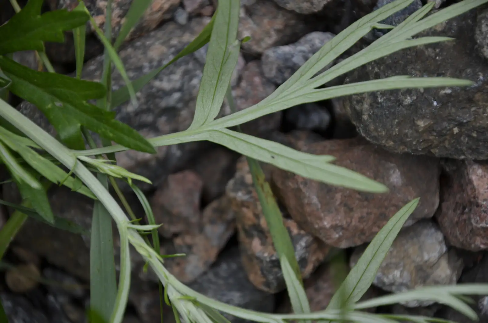 野艾蒿 (Artemisia lavandulaefolia) — 更多视角