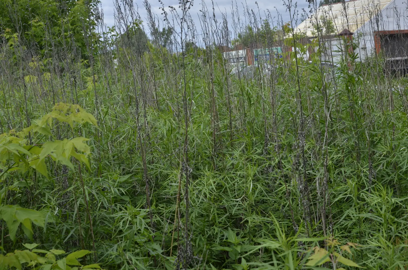 野艾蒿 (Artemisia lavandulaefolia) — 更多视角