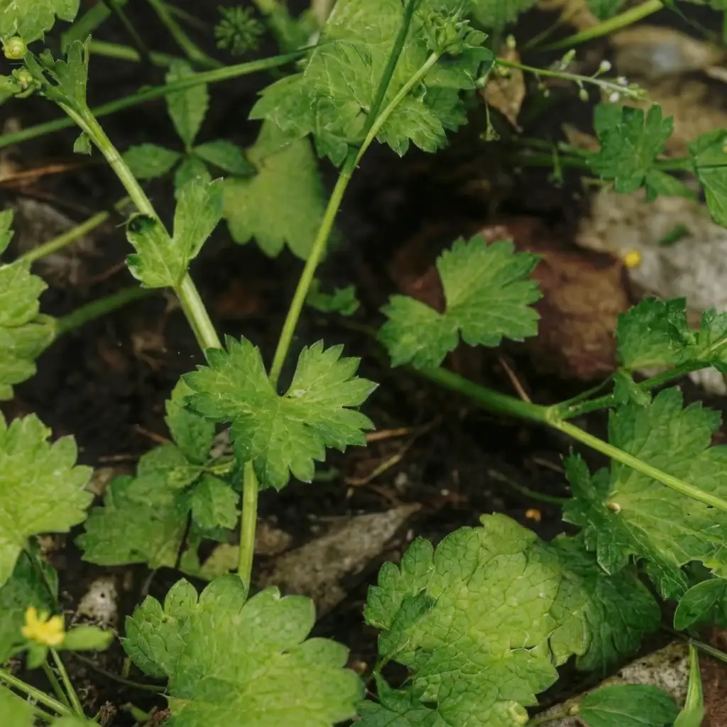 毛茛 (Ranunculus japonicus) — 更多视角
