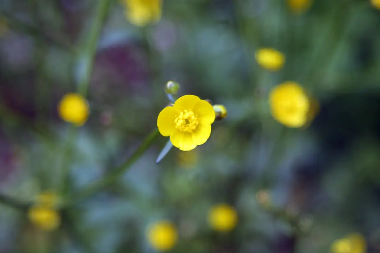 毛茛 (Ranunculus japonicus) — 特写