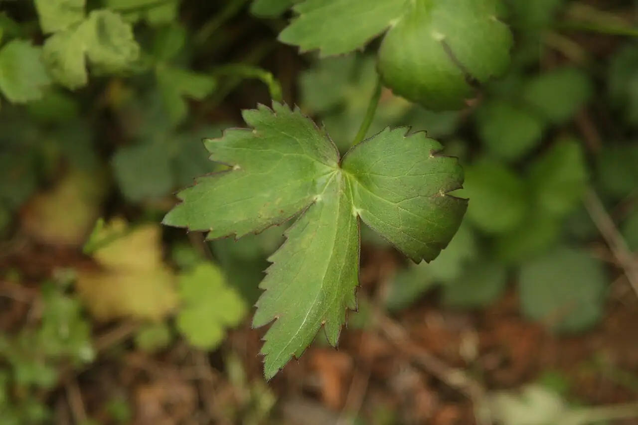毛茛 (Ranunculus japonicus) — 更多视角