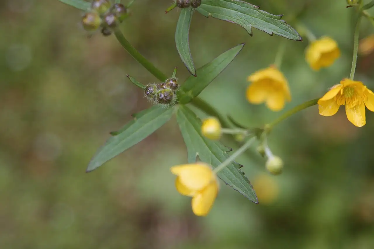 毛茛 (Ranunculus japonicus) — 环境展示