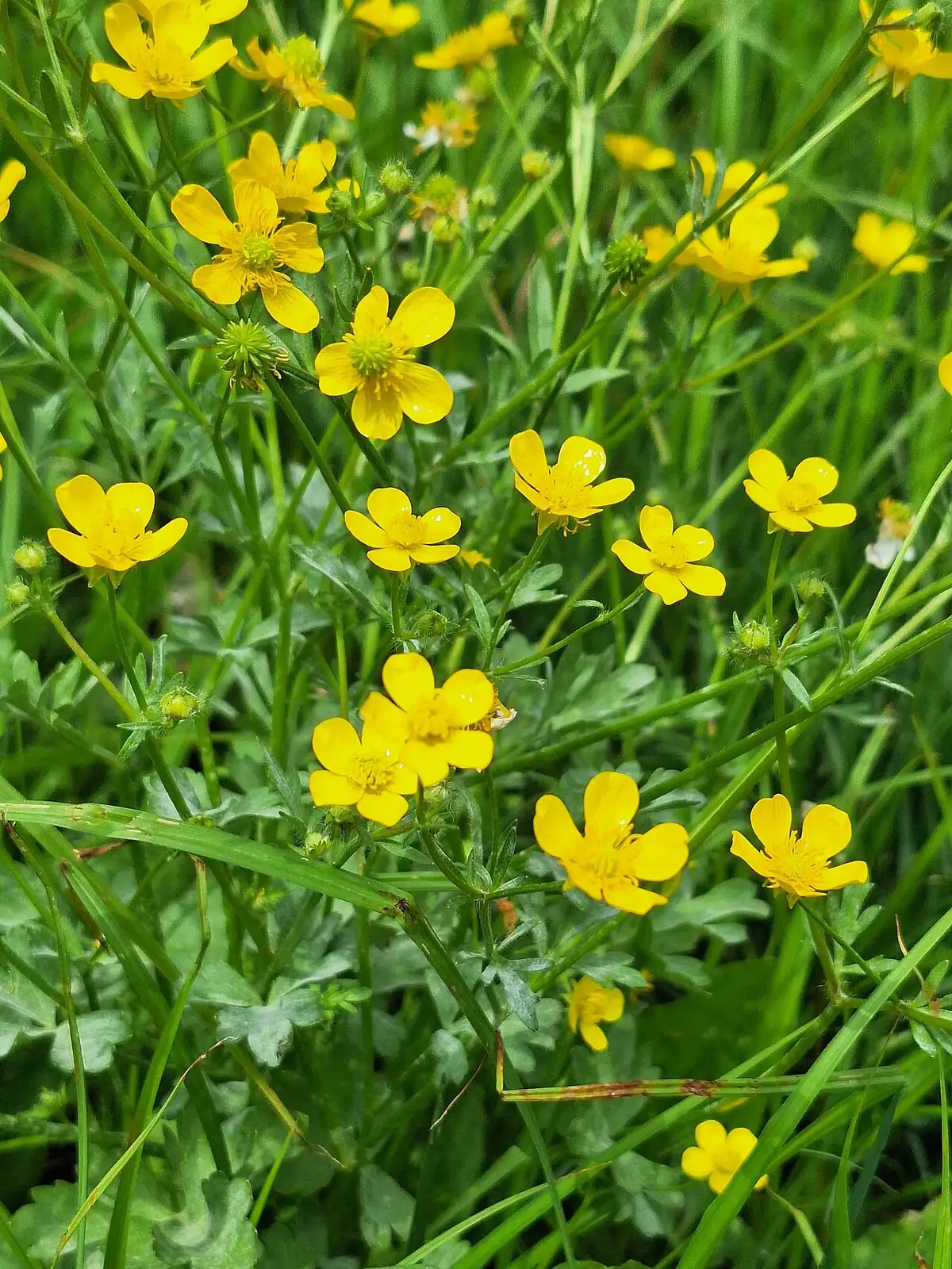 毛茛 (Ranunculus japonicus) — 主图