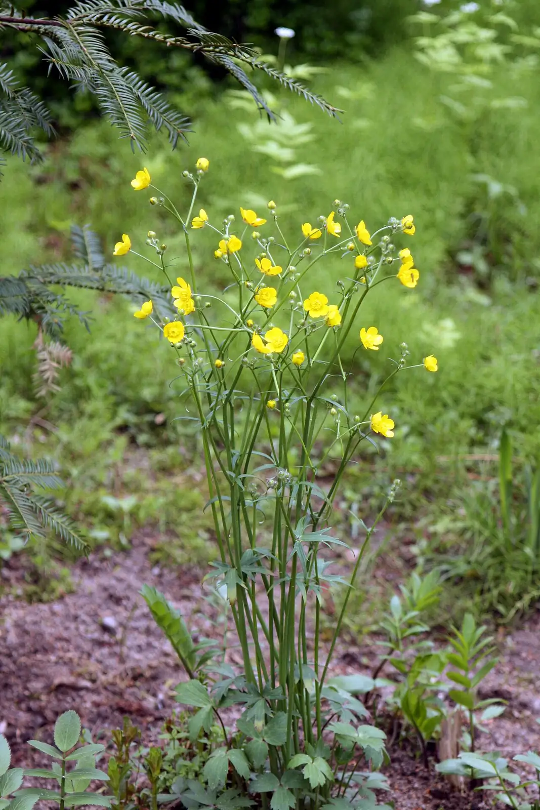 毛茛 (Ranunculus japonicus) — 细节