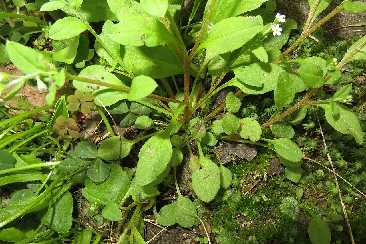 附地菜 (Trigonotis peduncularis) — 细节