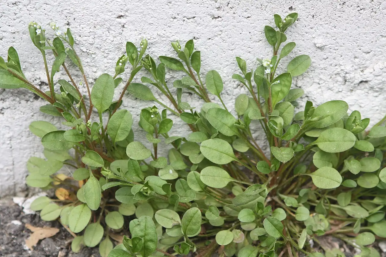 附地菜 (Trigonotis peduncularis) — 更多视角