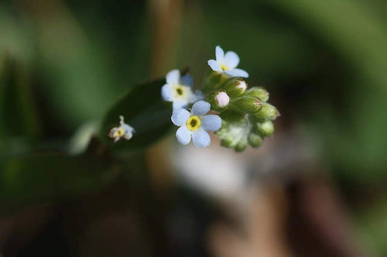 附地菜 (Trigonotis peduncularis) — 主图