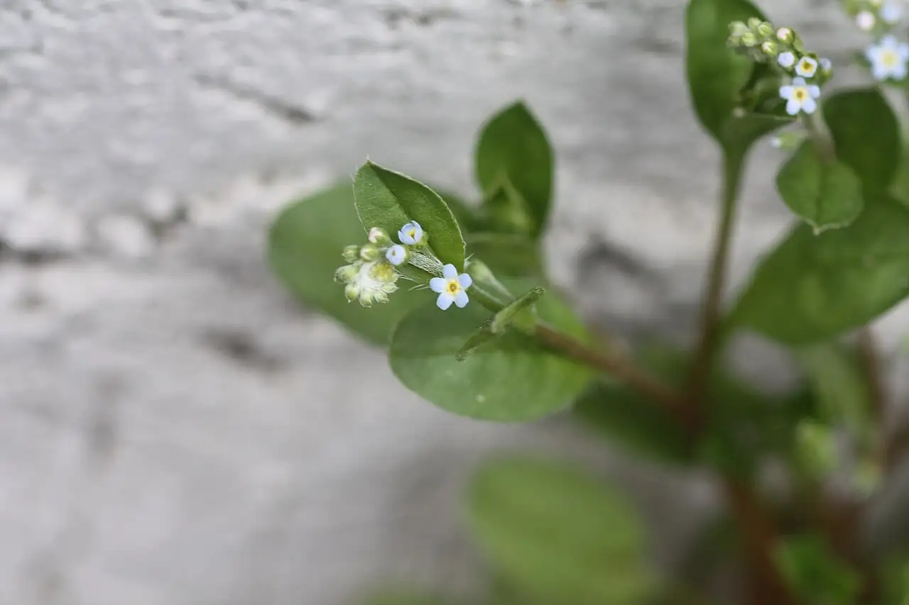 附地菜 (Trigonotis peduncularis) — 特写
