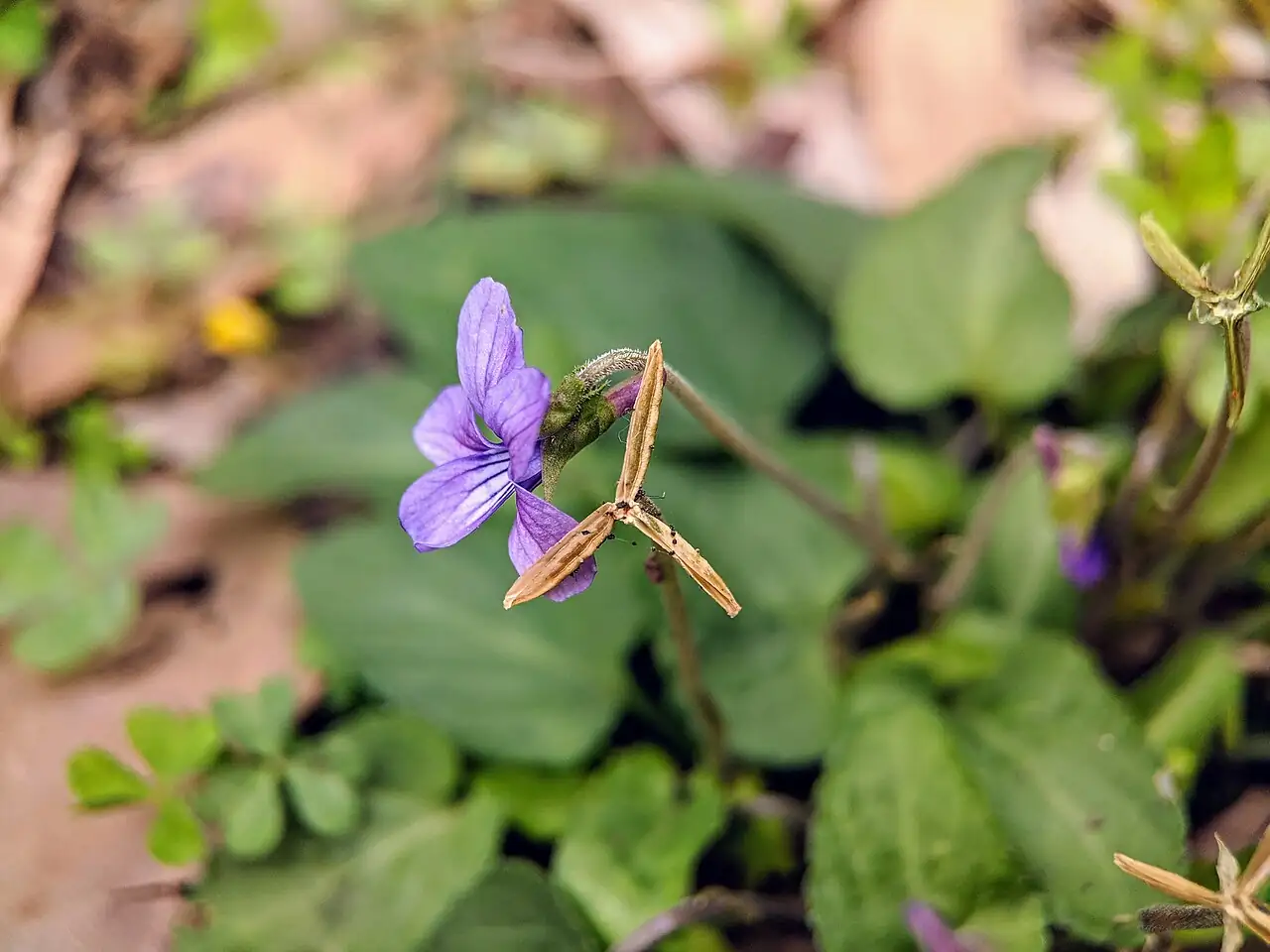 紫花地丁 (Viola philippica) — 特写