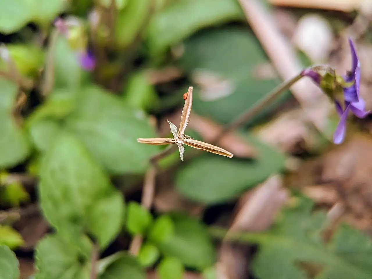 紫花地丁 (Viola philippica) — 环境展示