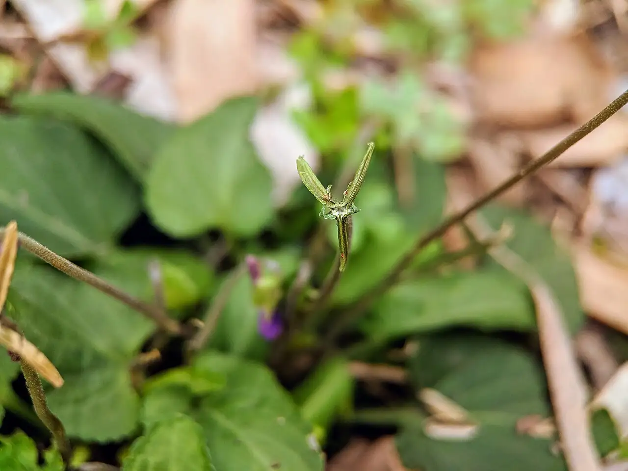 紫花地丁 (Viola philippica) — 更多视角