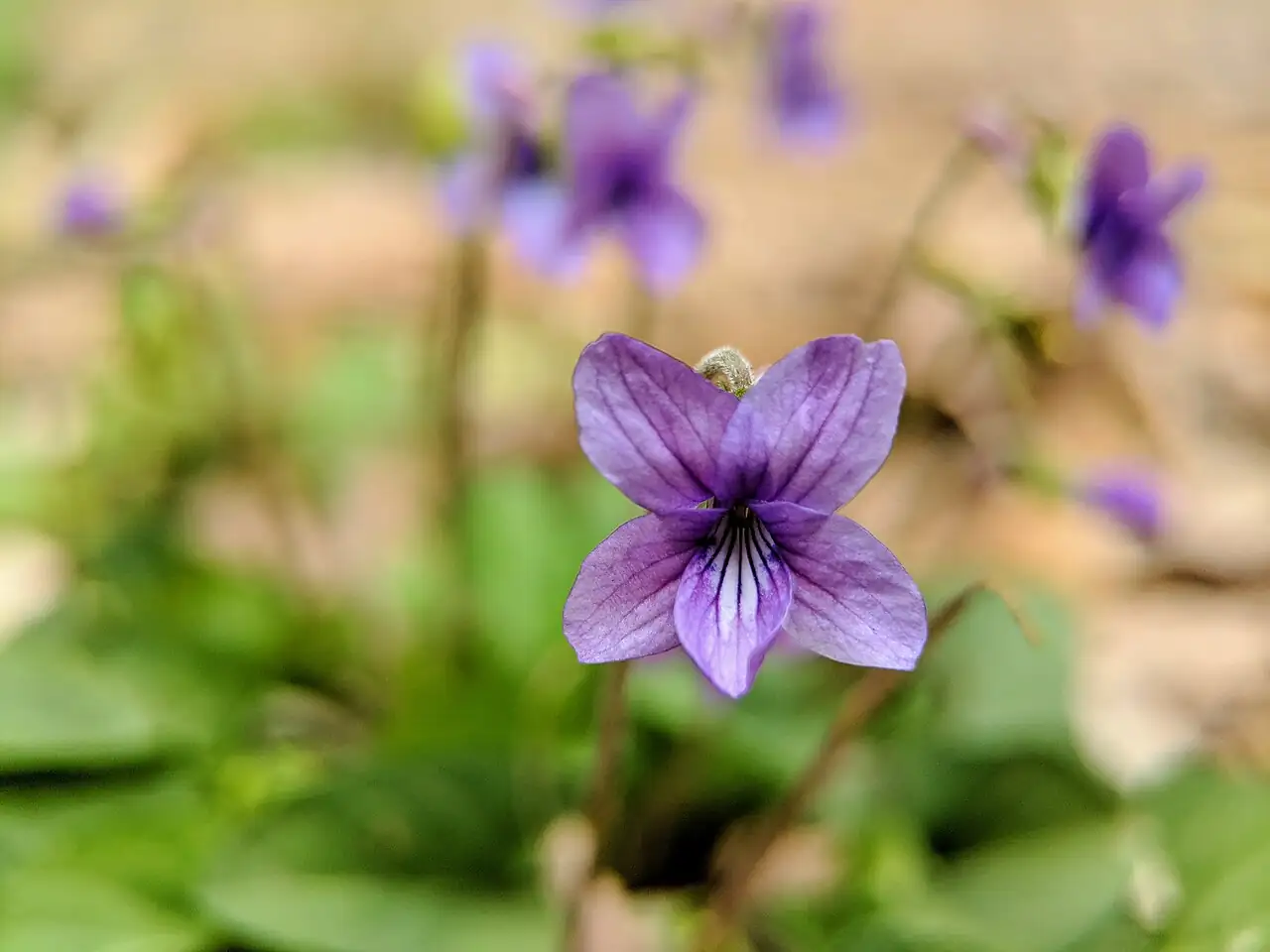 紫花地丁 (Viola philippica) — 更多视角