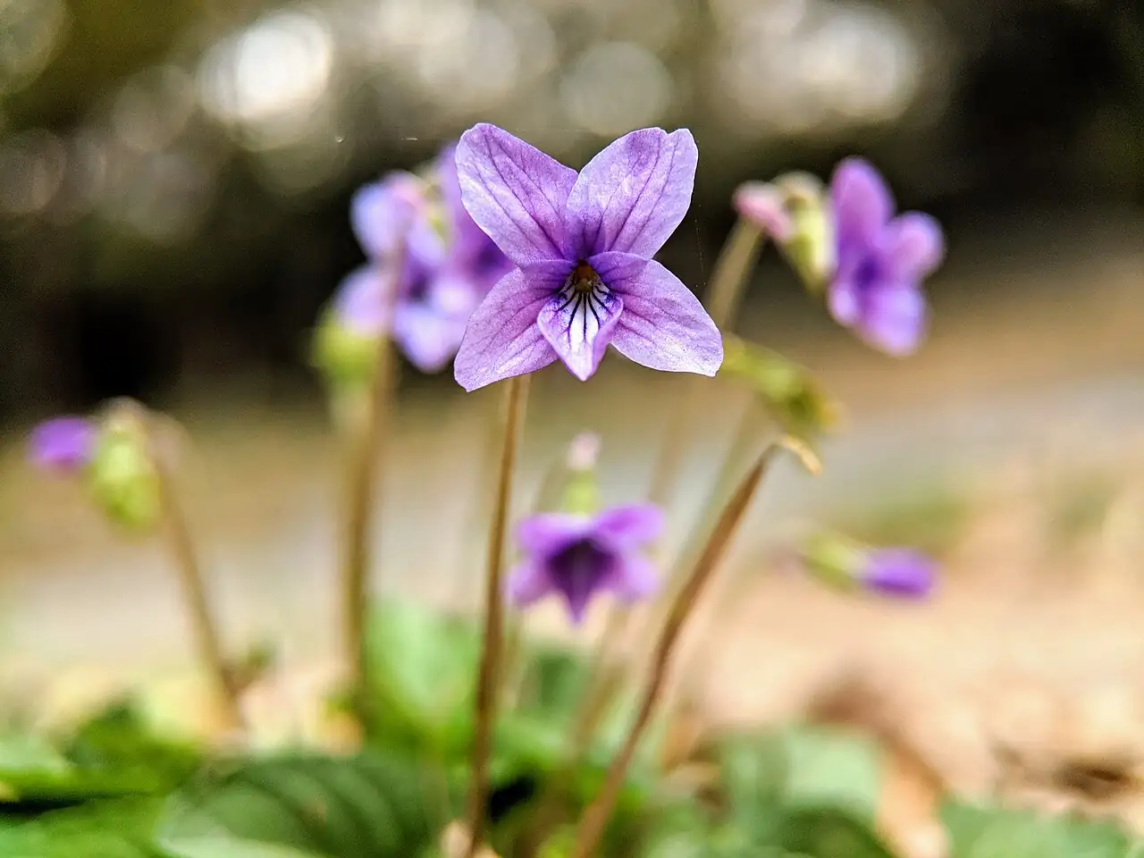 紫花地丁 (Viola philippica) — 更多视角