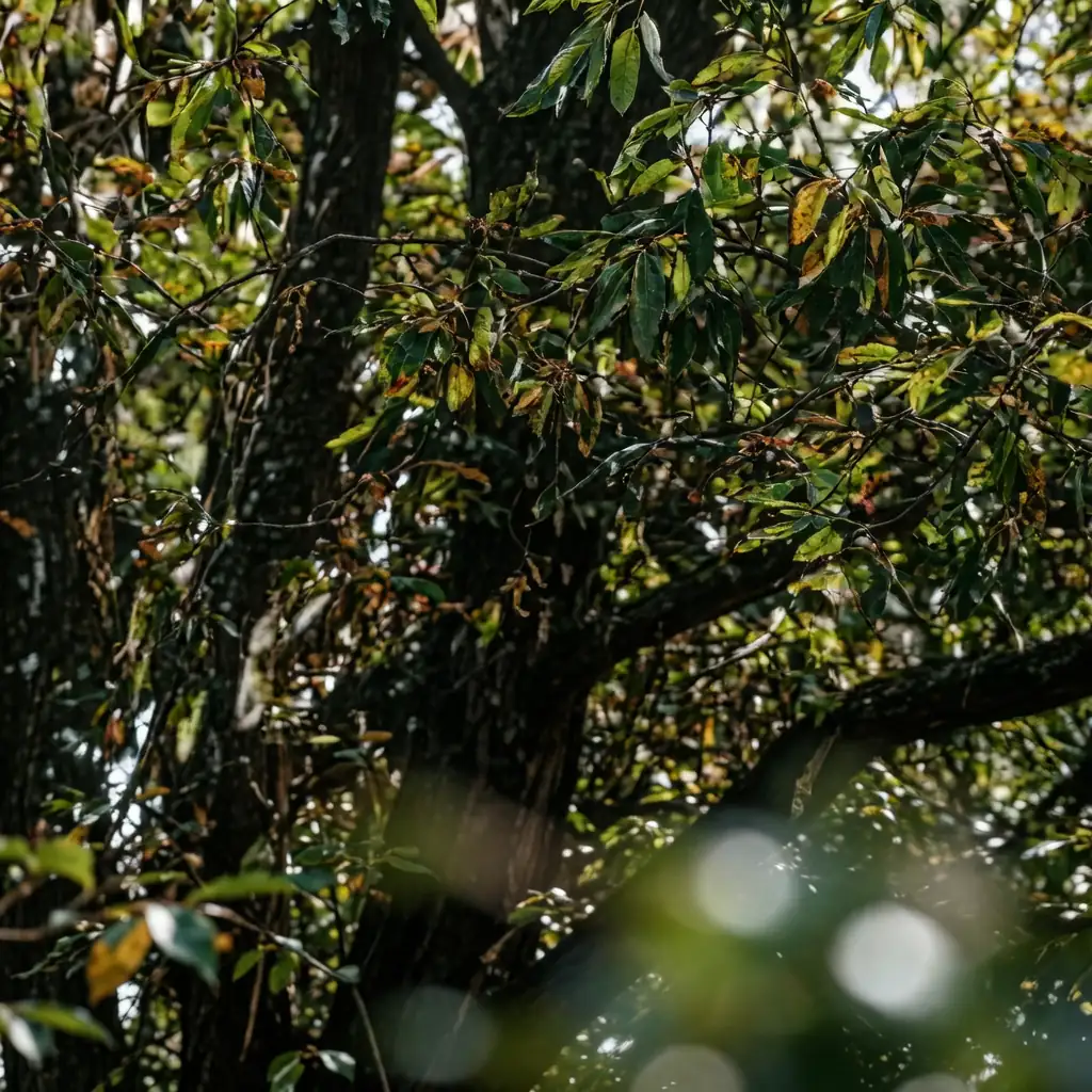 麻栎 (Quercus acutissima) — 特写