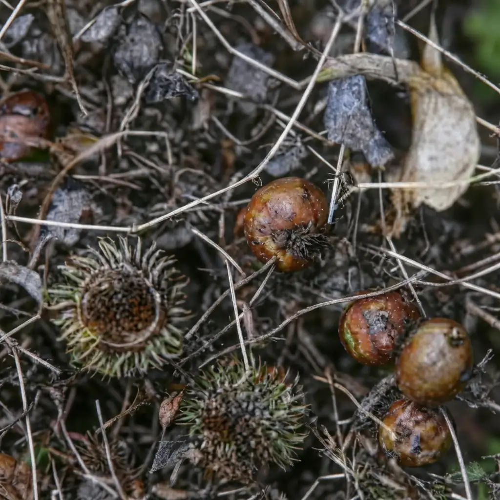麻栎 (Quercus acutissima) — 细节