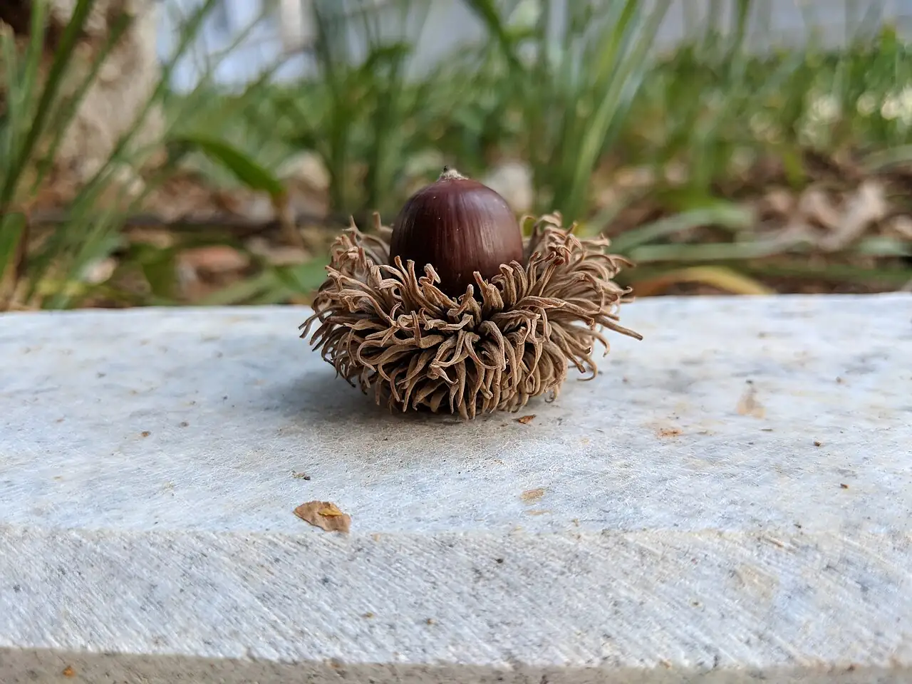 麻栎 (Quercus acutissima) — 环境展示