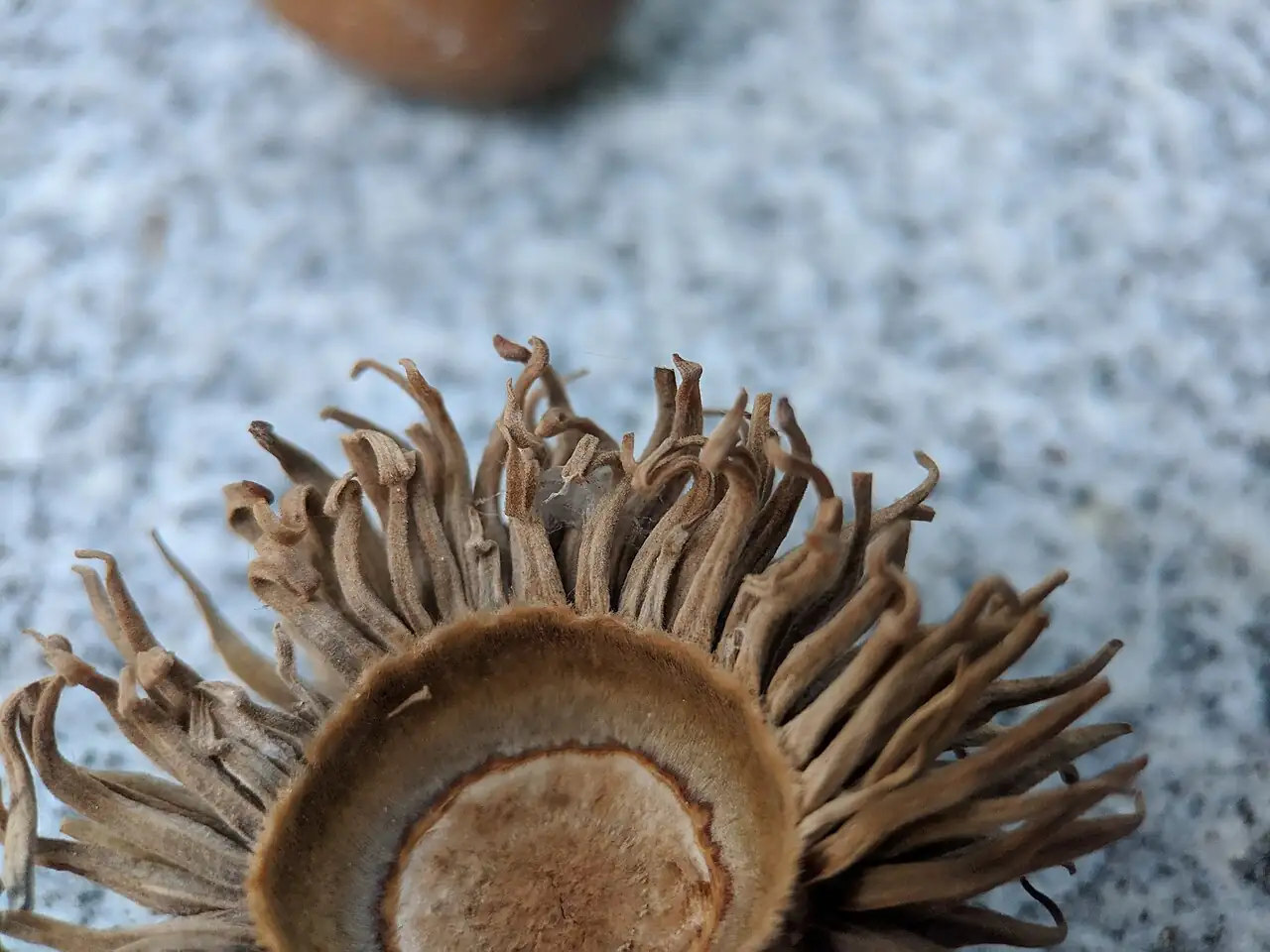 麻栎 (Quercus acutissima) — 更多视角