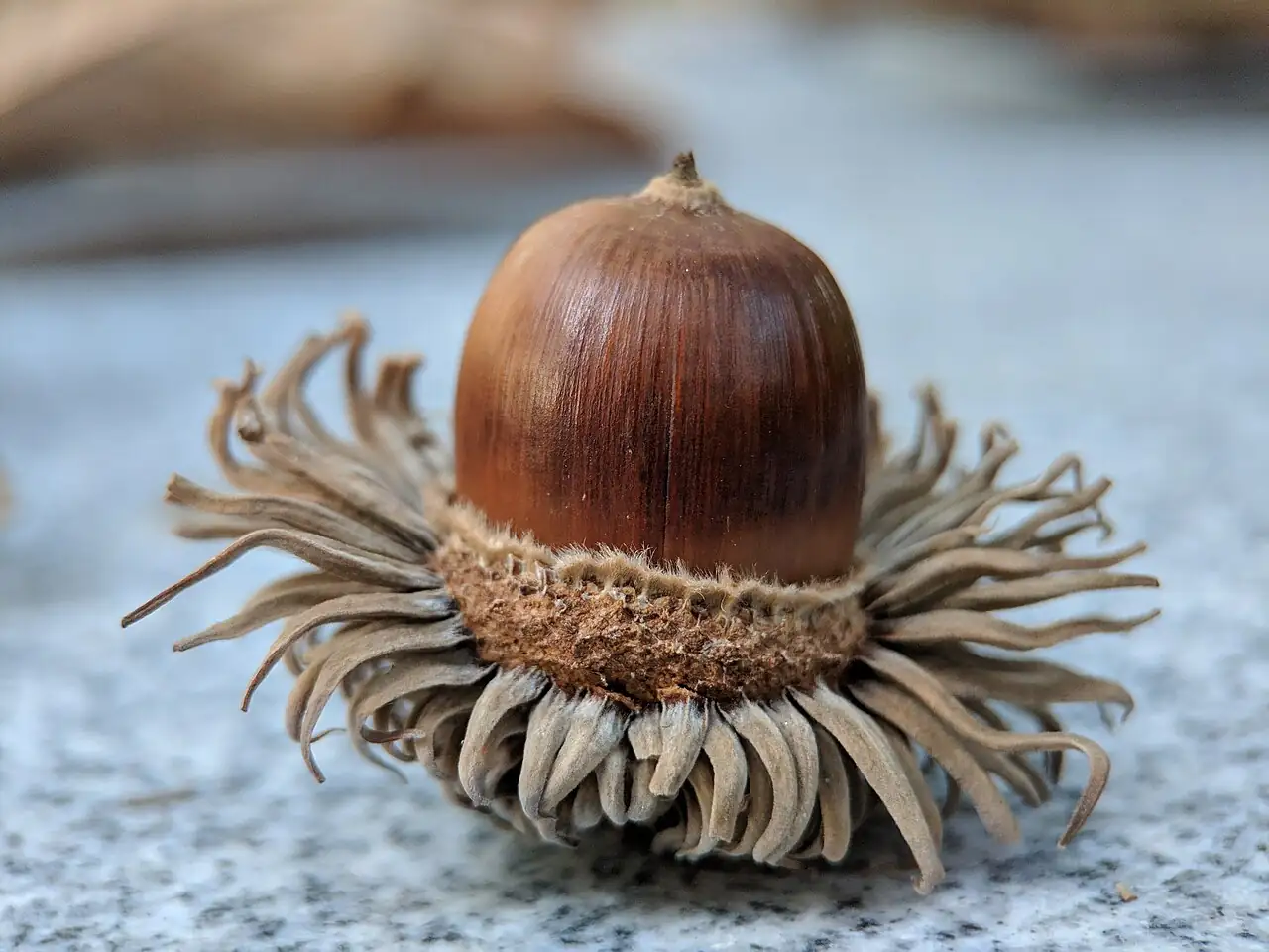 麻栎 (Quercus acutissima) — 更多视角