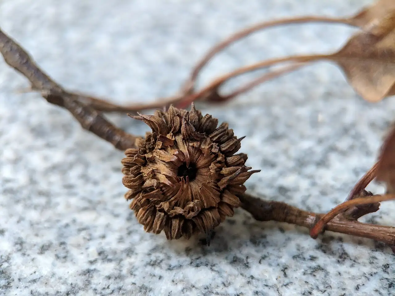 麻栎 (Quercus acutissima) — 更多视角