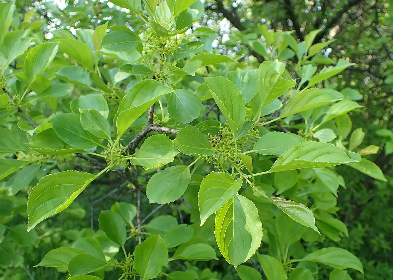 冻绿 (Rhamnus utilis) — 环境展示