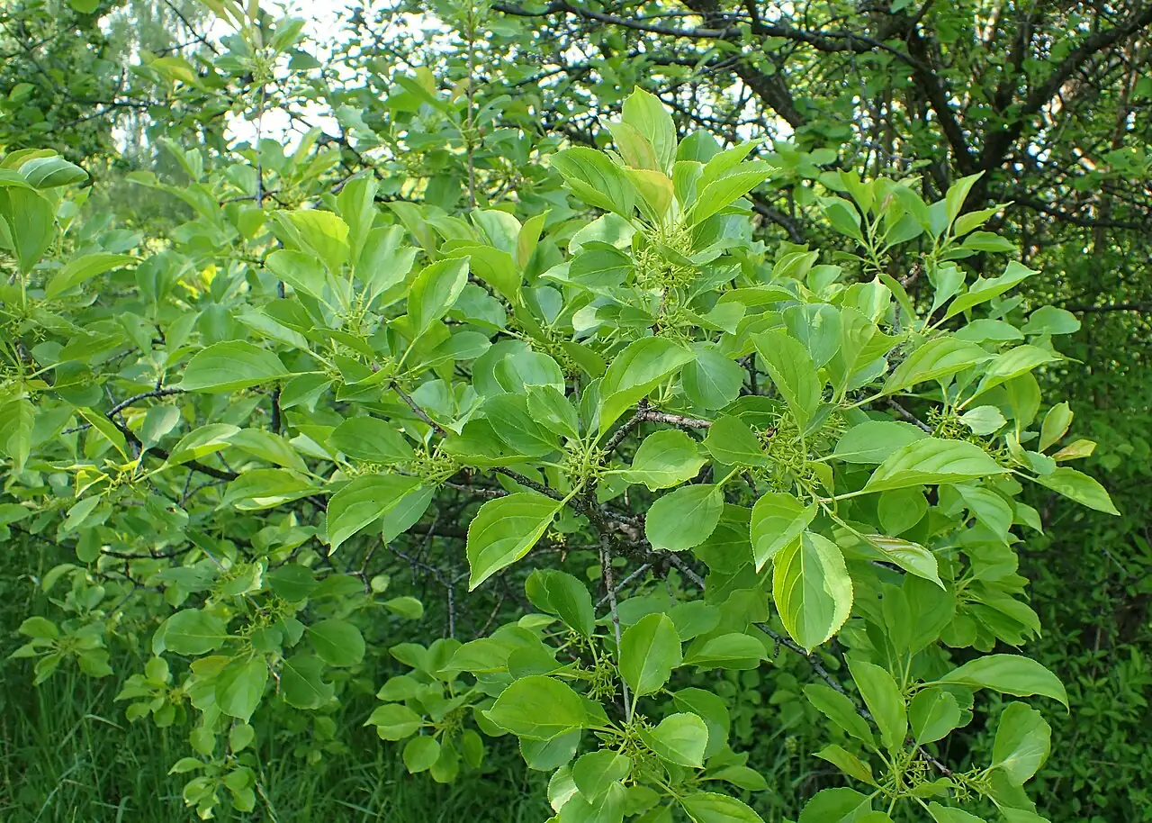 冻绿 (Rhamnus utilis) — 更多视角