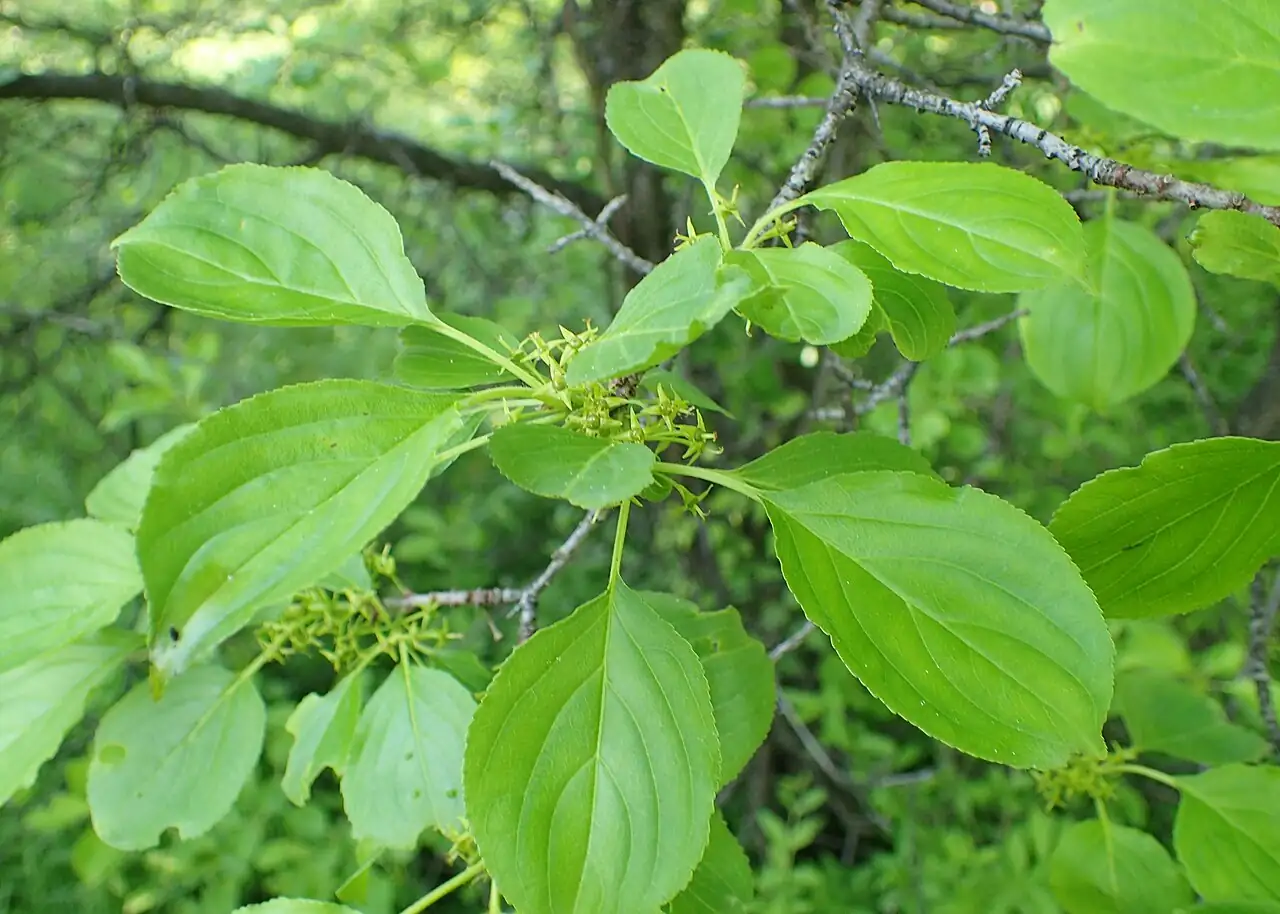 冻绿 (Rhamnus utilis) — 更多视角
