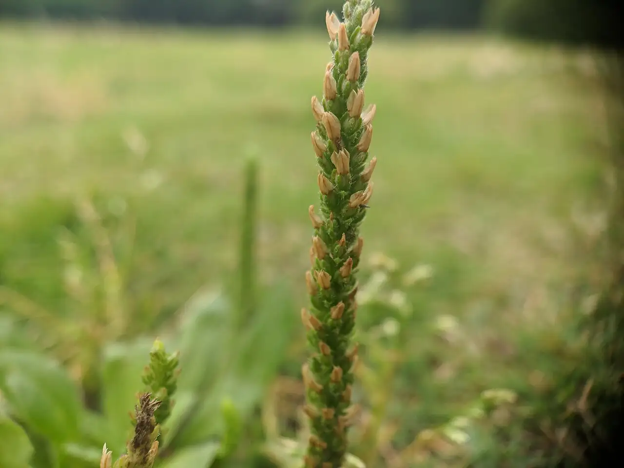 北美车前 (Plantago virginica) — 特写