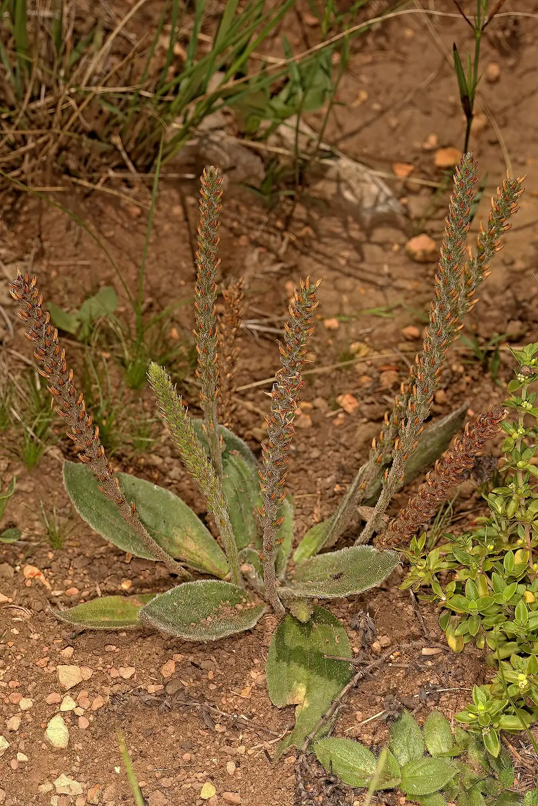 北美车前 (Plantago virginica) — 环境展示