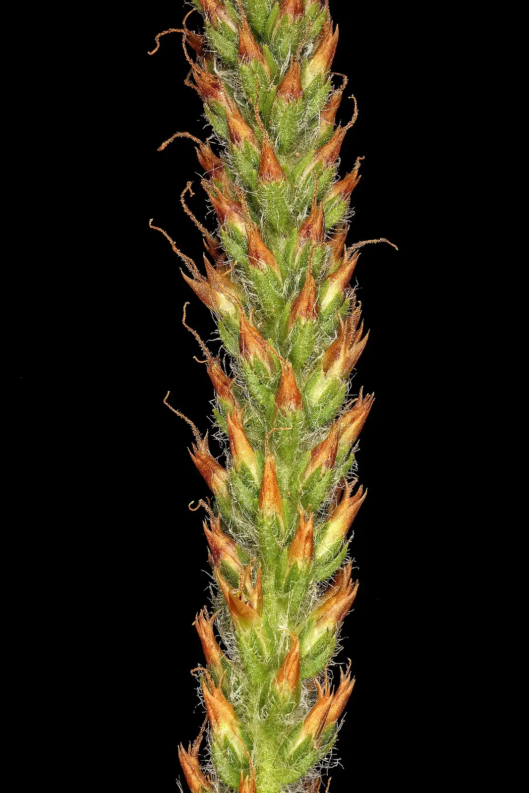 北美车前 (Plantago virginica) — 更多视角