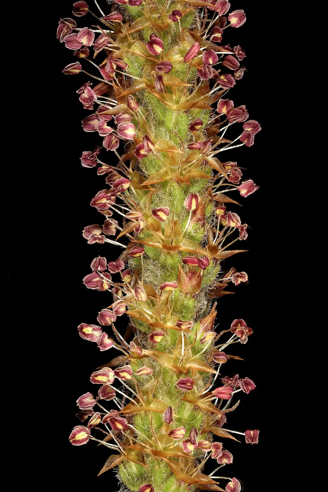 北美车前 (Plantago virginica) — 更多视角
