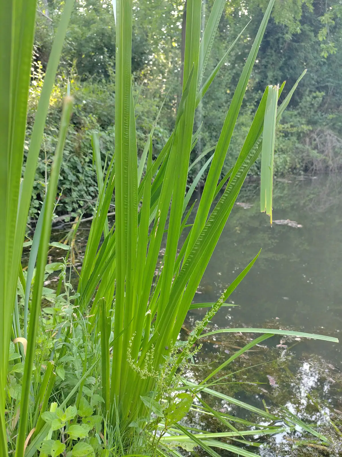菖蒲 (Acorus calamus) — 特写