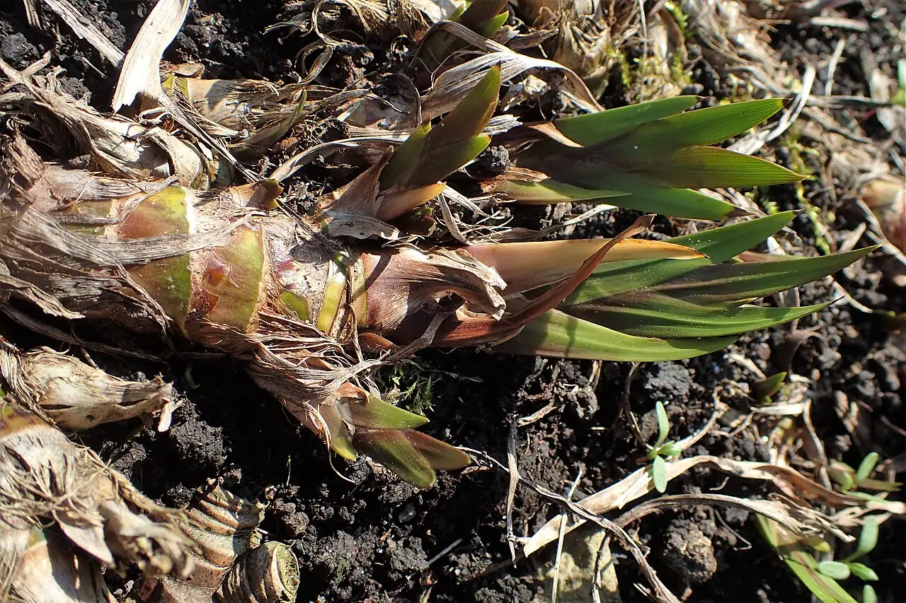 菖蒲 (Acorus calamus) — 环境展示