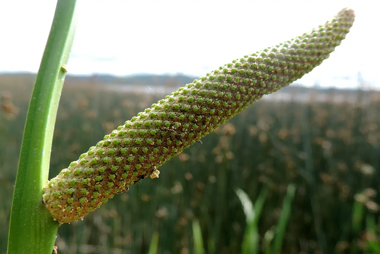 菖蒲 (Acorus calamus) — 更多视角