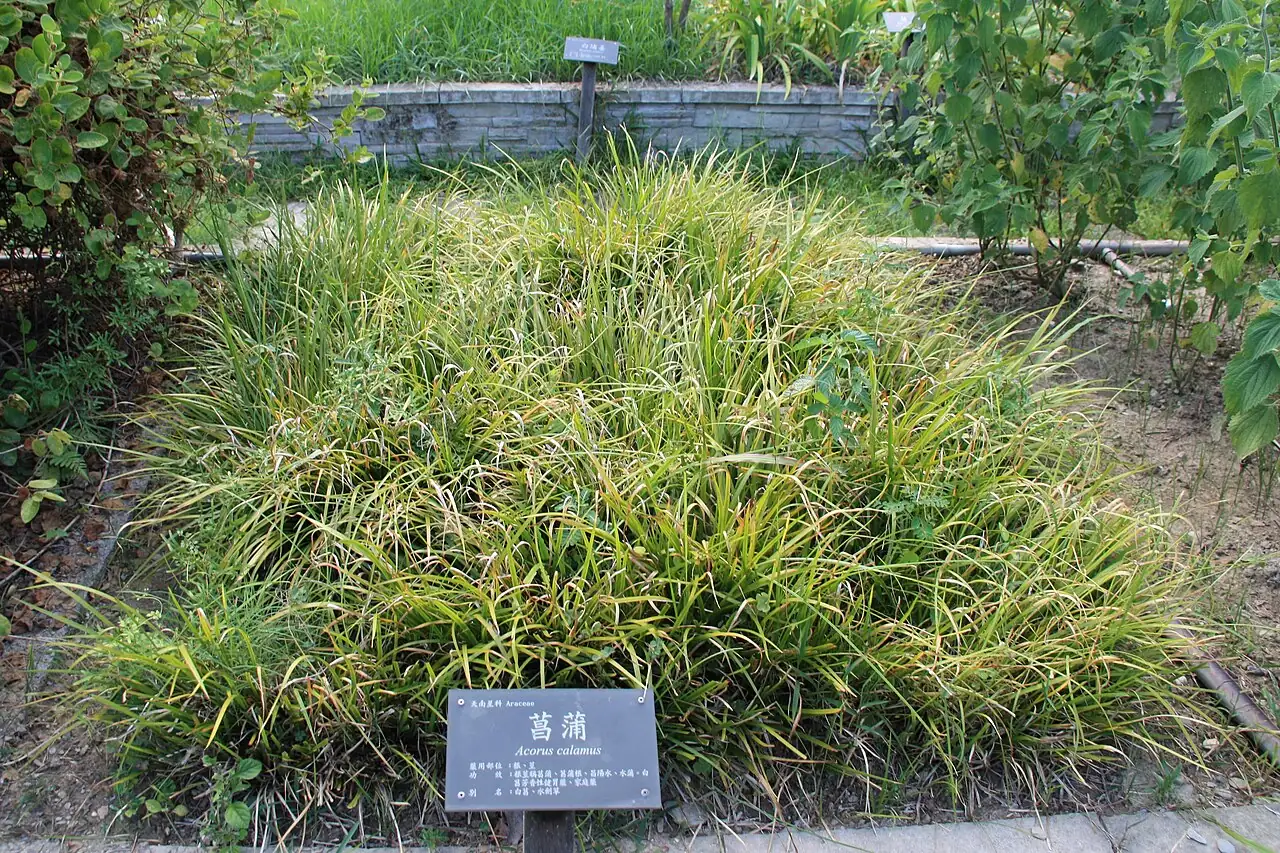 菖蒲 (Acorus calamus) — 更多视角