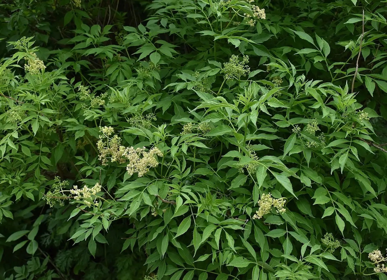 接骨木 (Sambucus williamsii) — 更多视角
