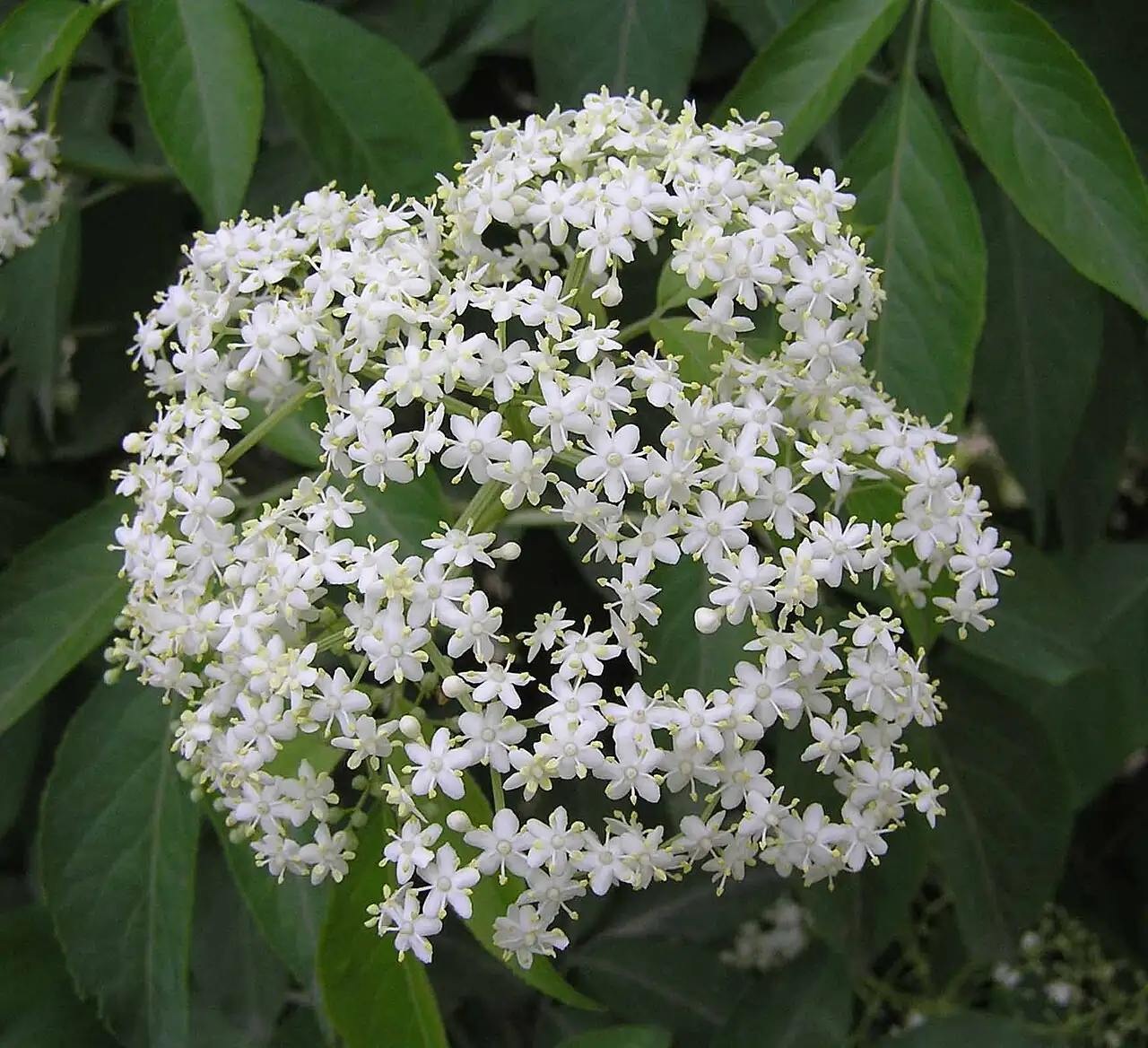 接骨木 (Sambucus williamsii) — 特写