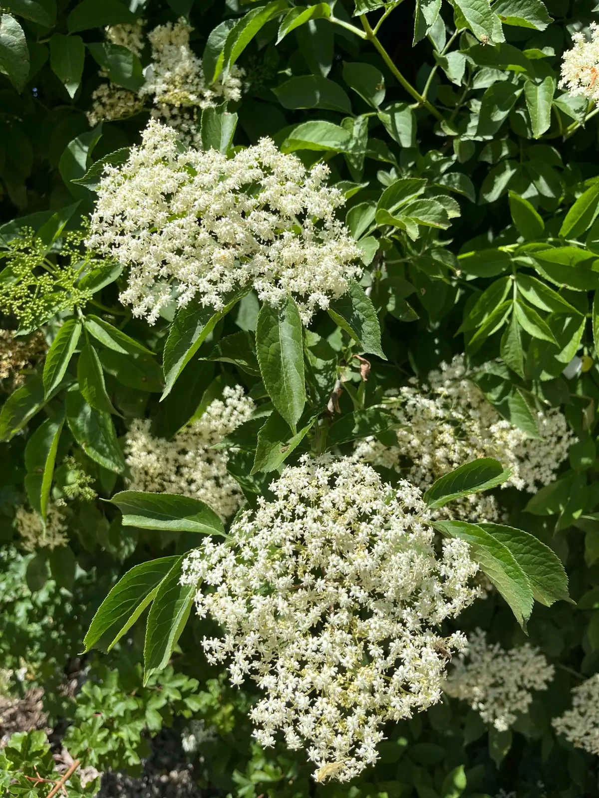 接骨木 (Sambucus williamsii) — 更多视角