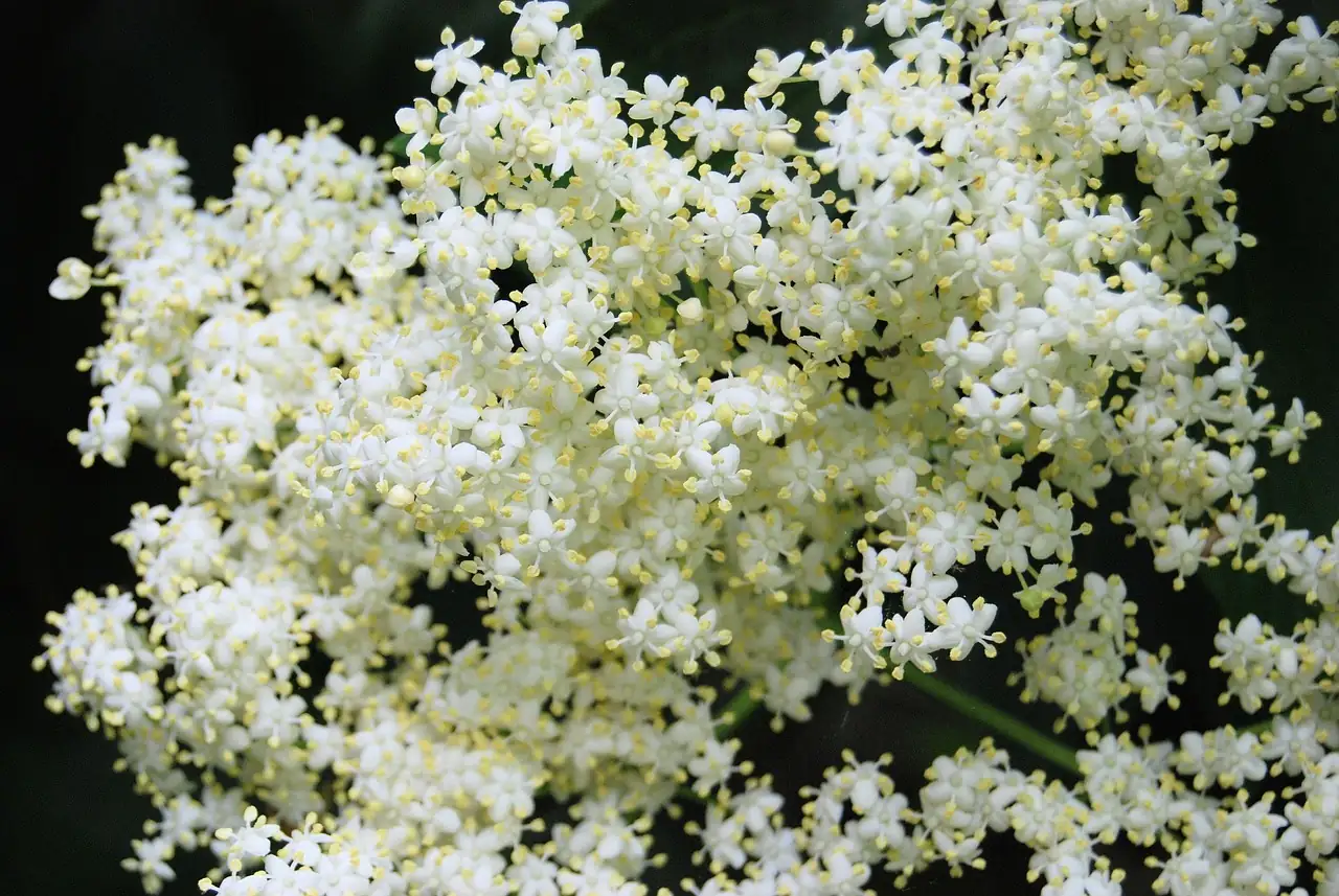接骨木 (Sambucus williamsii) — 主图