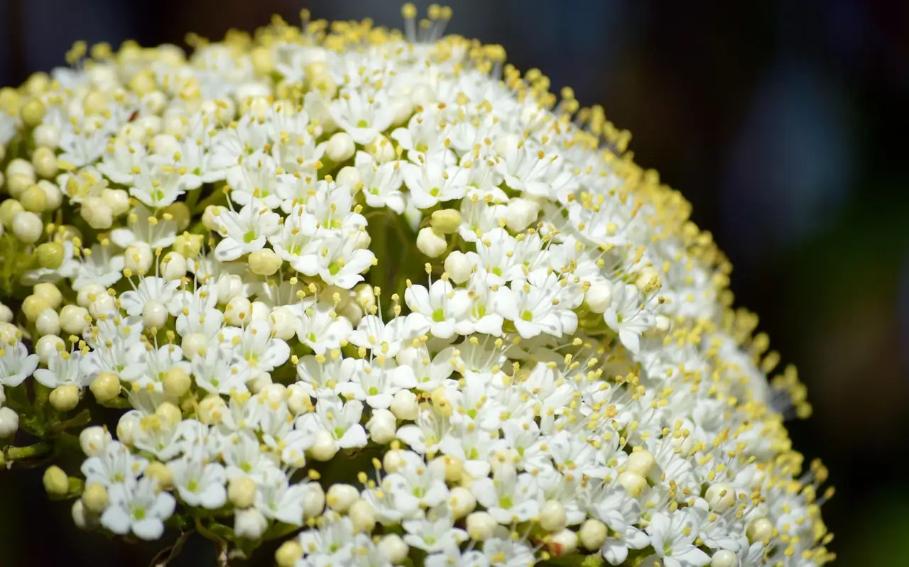 接骨木 (Sambucus williamsii) — 细节